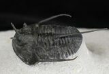 Double Devil Horned Cyphaspis Walteri Trilobite Plate #18585-6